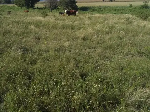 Ruta 26 100