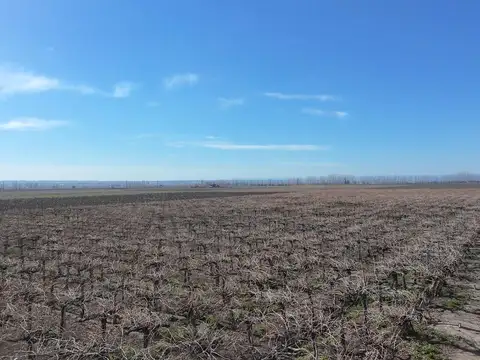Finca de 10 hectáreas en venta Corredor Productivo Ruta 99 Tupungato.