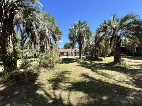 Alberto Grande al 1500
