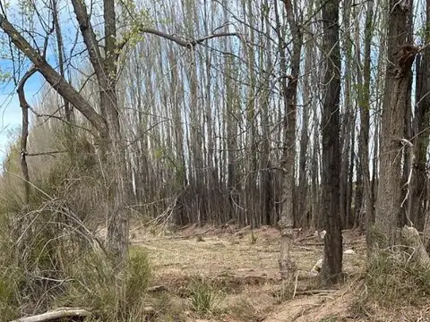 Chacra 8, Hectáreas, 25 de Mayo La Pampa