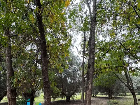 Terreno en Venta de 11467,0 m2