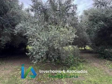 Terreno en Venta 175  mts Fondo
