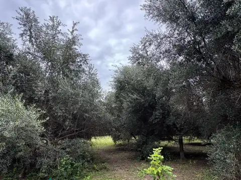 Terreno en Villa De Las Rosas