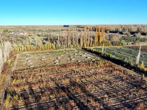 VENTA  HECTAREAS PRODUCTIVAS EN LUIS BELTRAN