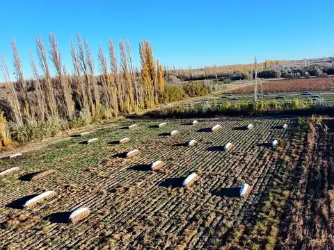 VENTA  HECTAREAS PRODUCTIVAS EN LUIS BELTRAN