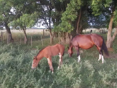 CAMPO DE 116 HECTAREAS Y MEDIA BAJO DE PRECIO 