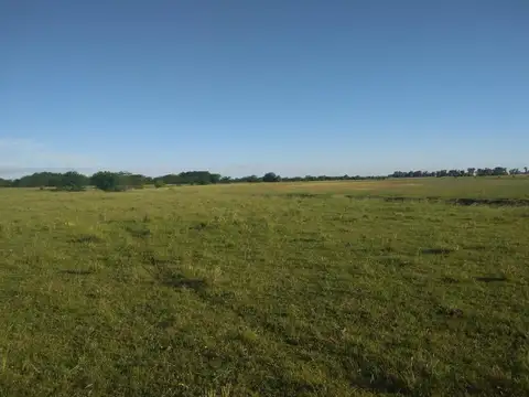 CAMPO DE 116 HECTAREAS Y MEDIA BAJO DE PRECIO 