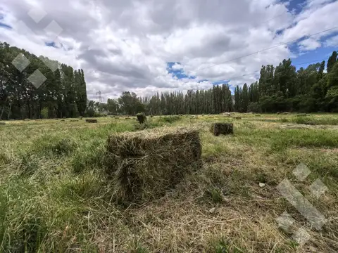 Chacra en Picun Leufu