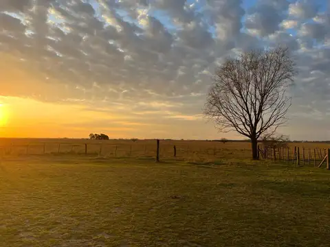 Campo en Venta Ganadero