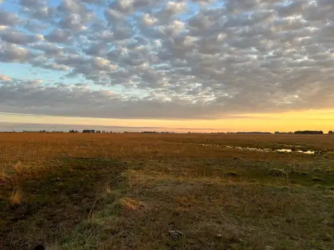 Domselaar muy buen campo de 392.5 h excelente ubicación