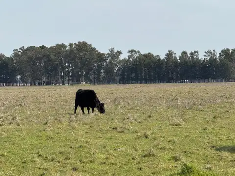 Campo en Venta de 372  ha