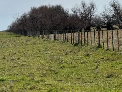 Campo en Venta - 372 Ha en Rauch