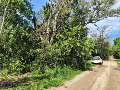 Collas 5100