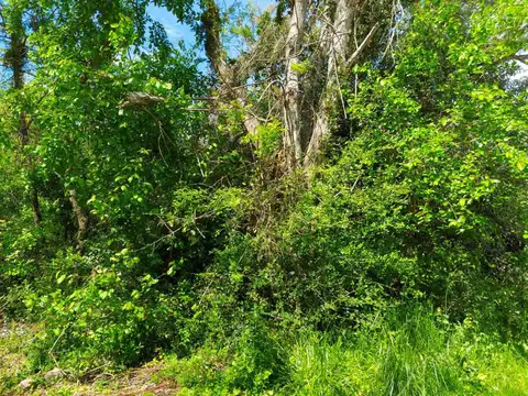 Terreno en Venta en Colonia del Sacramento, USD 25.800