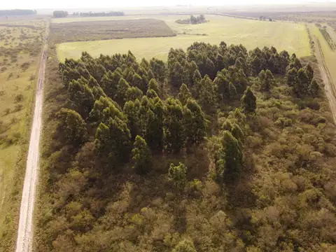 Campo en Venta de 81  ha