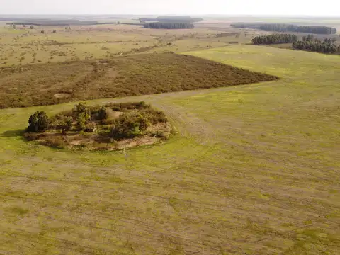 Campo en Venta de 81  ha