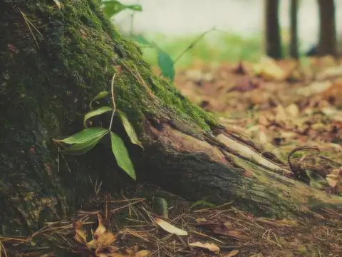 Terreno en venta - 1000mts2 - Villa Robles, Pinamar