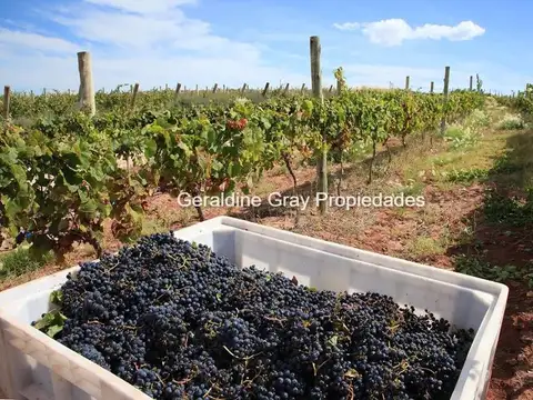 Terreno en Venta 20  mts Fondo