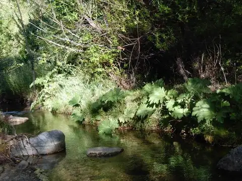 Campo 80 hectareas en Epuyen Chubut
