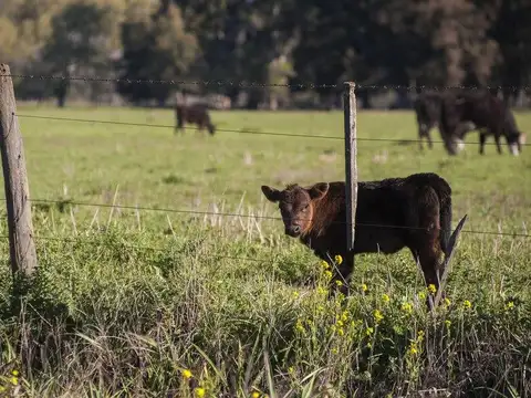 Campo en Venta, 3,9 has 100% Agrícolas, Suelo 2, Soldini
