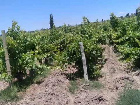 FINCA EN VENTA EN JUNIN