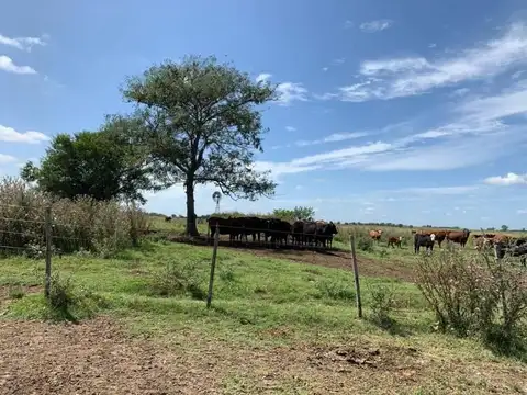 Campo 180 hectáreas en Venta en Lima, Zárate, G.B.A. Zona Norte