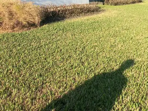 30HA con forestacion y casa