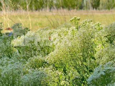 VENTA CHACRA DE CASI 3 HECTAREAS EN SARMIENTO
