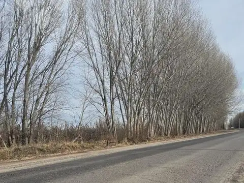 Terreno en Alquiler 100  mts Fondo
