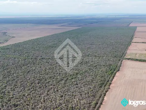 Campo en venta de 550 ha ubicado en Embarcacion - Salta