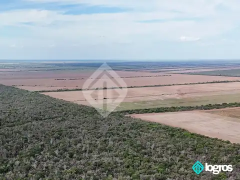 Padre Lozano 100
