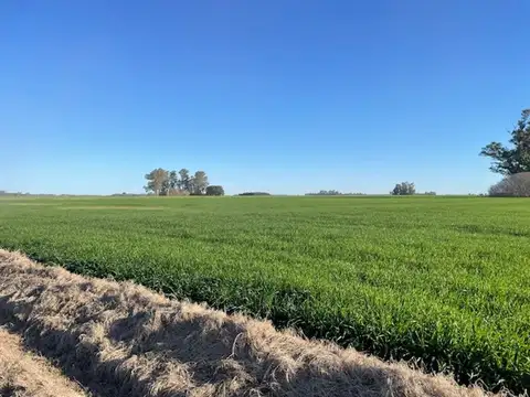 Vendo campo de 11 has agrícolas