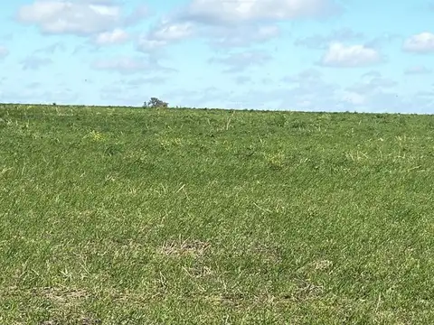 Campo en Venta Agrícola