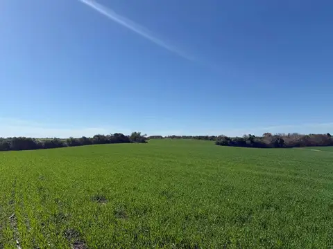 Campo en Venta Agrícola
