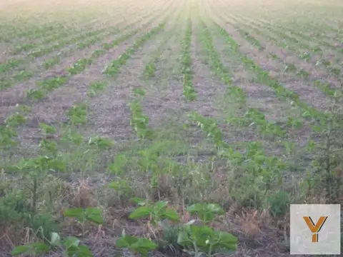 Campo en venta - 5.300.000Mts2 - Arroyo Corto