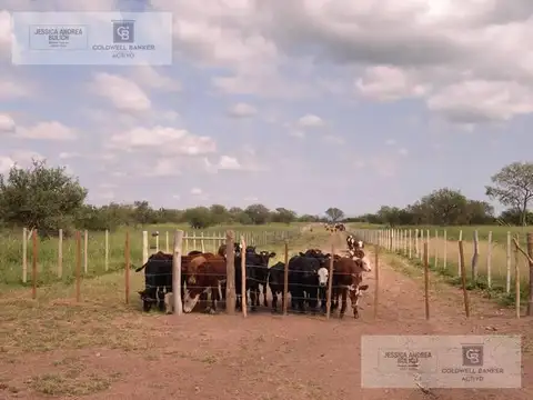 CAMPO GANADERO RUTA PROVINCIAL 22 AL 40KM DE SAN FRANCISCO DEL CHAÑAR