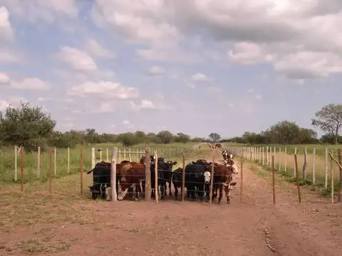 VENTA CAMPO GANADERO RUTA PROVINCIAL 22 A 40KM DE SAN FRANCISCO DEL CHAÑAR