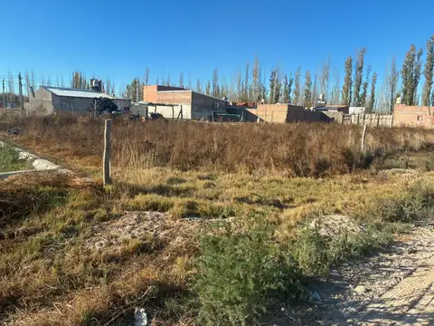 Los Jilgueros 100