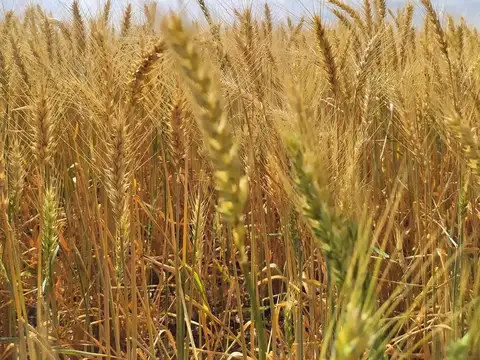 Se vende CAMPO mixto en Víctor Manuel II