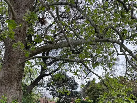 Intendente Neyer al 3800