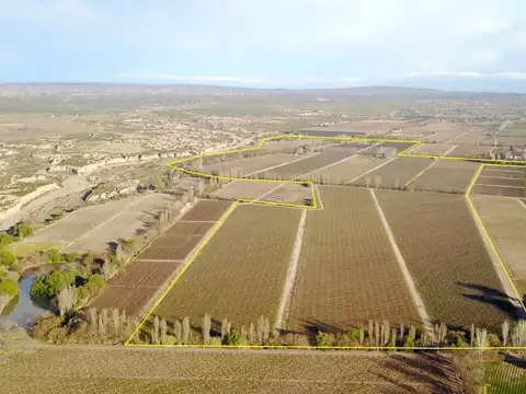 Finca con viñedos y casco en Maipú
