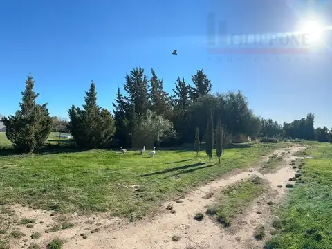 Francisca Hernandez 300