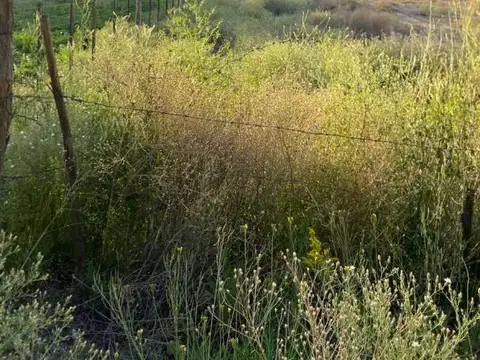 TERRENO USPALLATA
