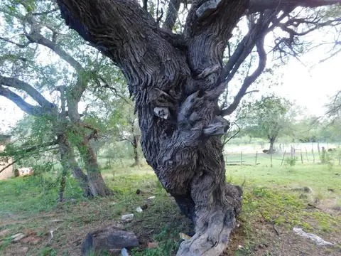 Campo de 25 has en venta a 1 km del Centro de Merlo San Luis