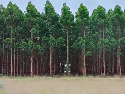 Altinia S.A - 41.000 has - Ituzaingó - Corrientes