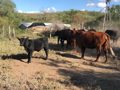 Campo Mixto De 417 Ha A 70 Km De Merlo. Permuta