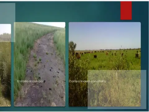 CAMPO VENTA RIVADAVIA SANTIAGO DEL ESTERO MIXTO GANADO Y PASTURA PARA CICLO COMPLETO ACEPTA DEPARTAM