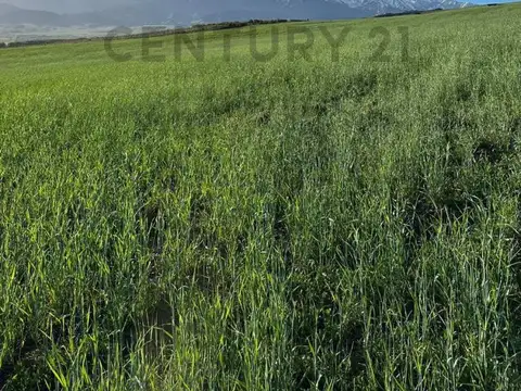 Century 21 López vende 3 propiedades en El Durazno, La Carrera, Tupungato, Valle de Uco