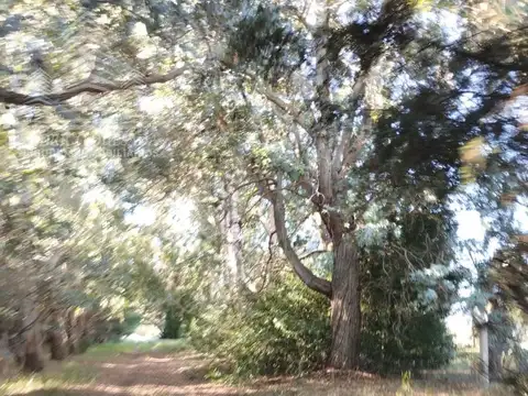Pavon garita 7