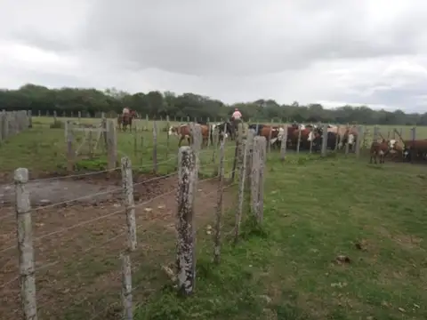 Venta Campo Ganadero Vera Y Pintado 462 Ha U$$1300 / Hectárea